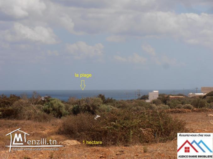 Terrain agricole de 10 000m2 orienté par la plage