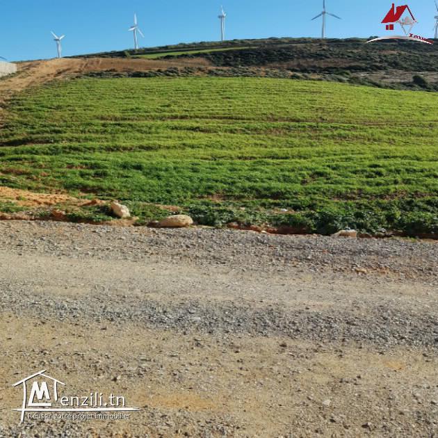 un lotissement à El haouaria