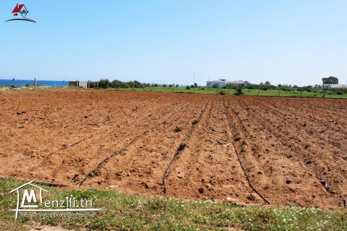des hectares à Dar Allouch