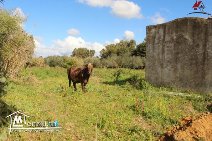ferme productive à Dar Allouch à ne pas rater