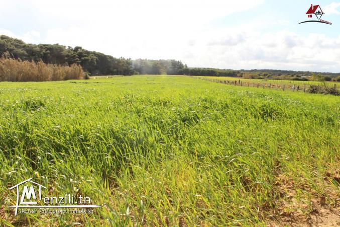 ferme productive à Dar Allouch à ne pas rater