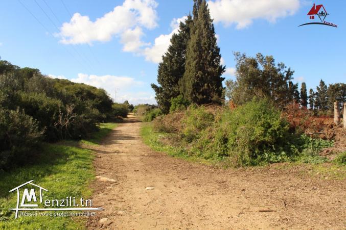 une ferme à Dar Allouch