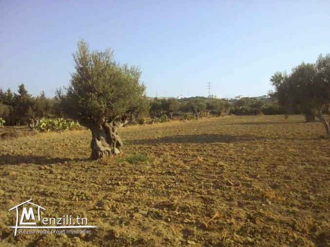 terrain à ne pas rater! à cap zbib bizerte :D