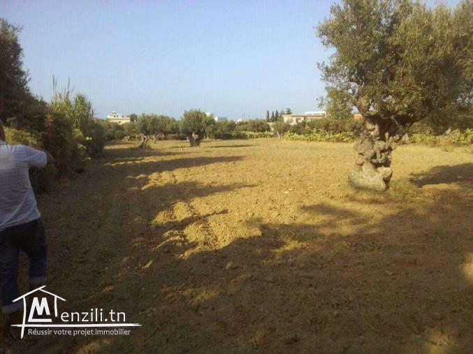 terrain à ne pas rater! à cap zbib bizerte :D