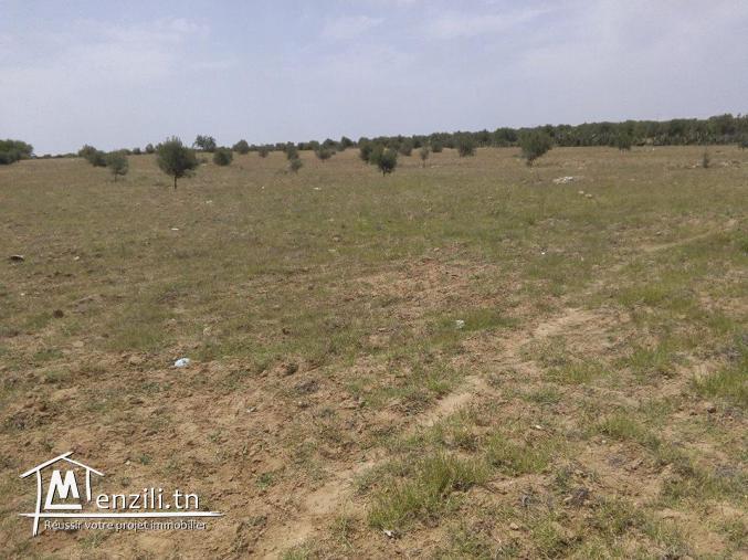 terraain dans une zone commerciale