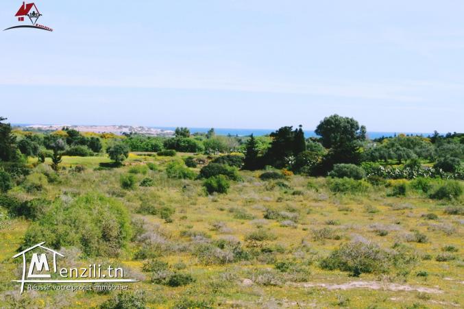 أرض تبلغ مساحتها 1035 الم² في حمام الغزاز - قليبية