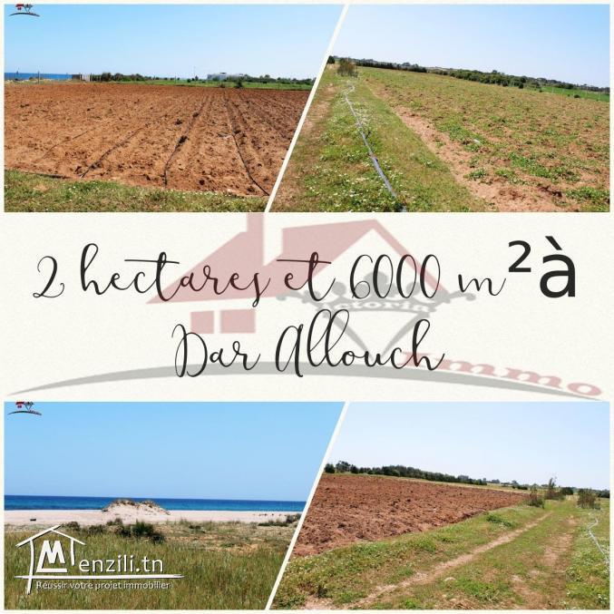 قطعة أرض في دار علوش/ قليية