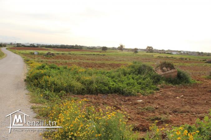 8 lots à 500 m de la plage à Dar Allouch