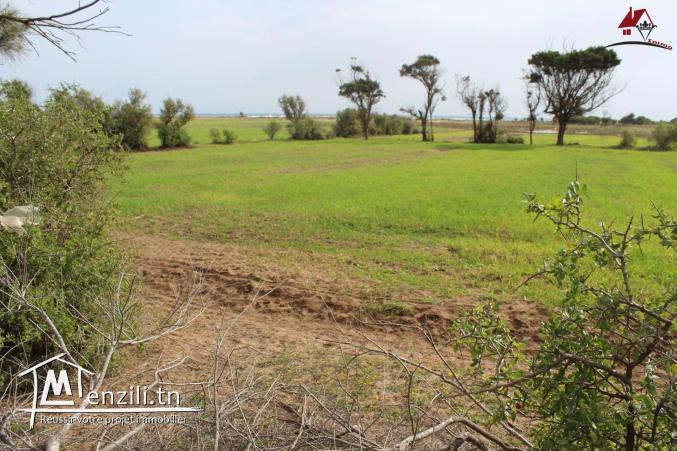 أرض للبيع في قليبية سيدي منصور