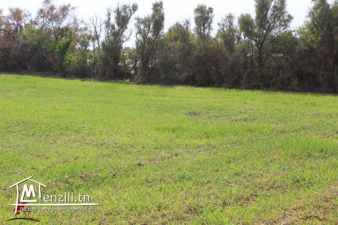 أرض للبيع في قليبية سيدي منصور