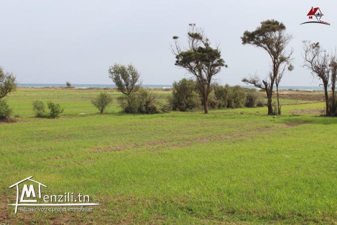 أرض للبيع في قليبية سيدي منصور