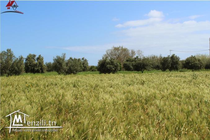 une micro ferme à Kélibia