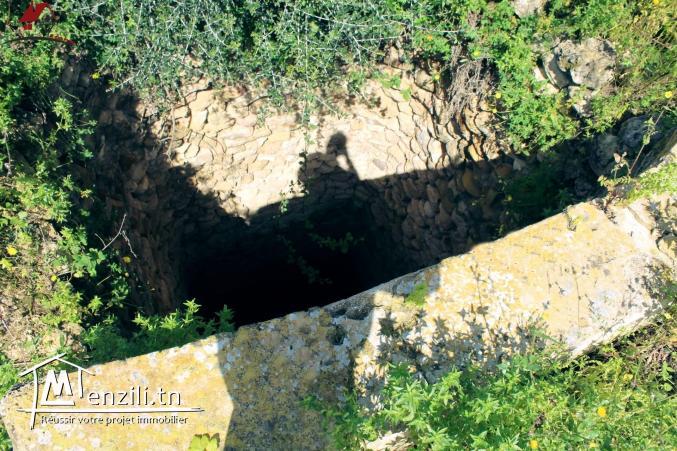 une micro ferme à Kélibia