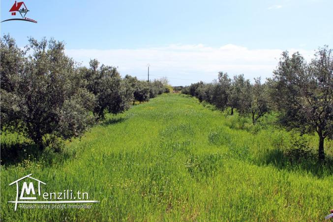 une micro ferme à Kélibia