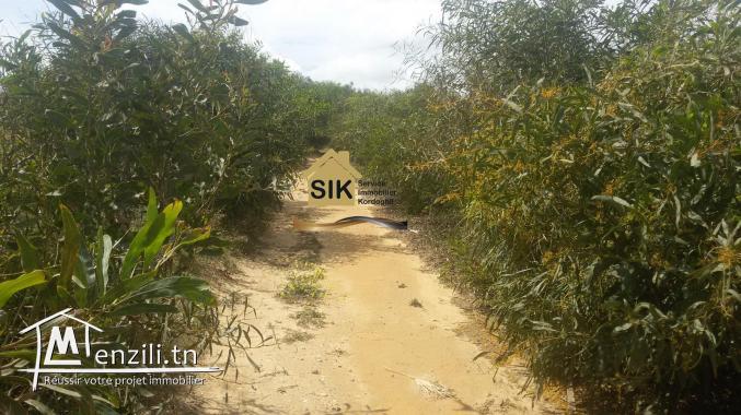 location d'été d'une maison de compagne à Kerkouene (REF 29)