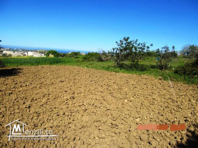 terrain 250 m2 rafraf centre
