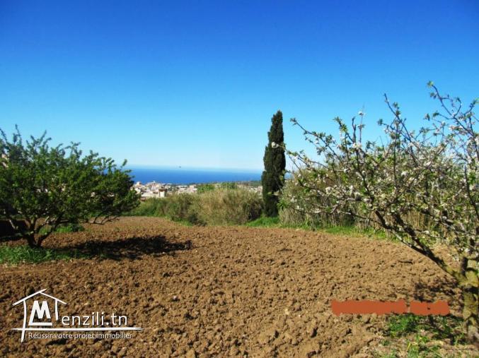 terrain 250 m2 rafraf centre