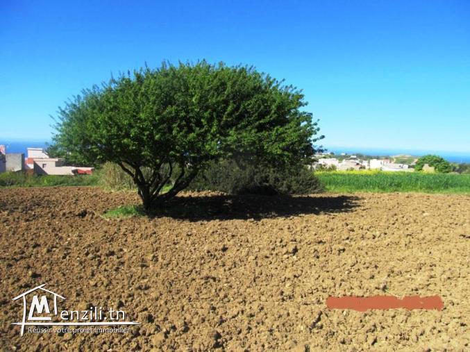 terrain 250 m2 rafraf centre
