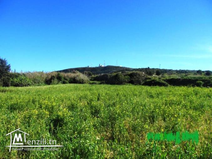 terrain 250 m2 rafraf centre