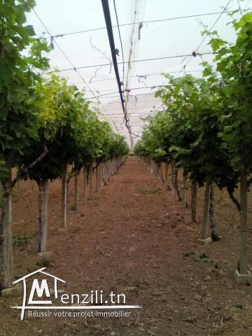 Terrain agricole 1 ha Morneg