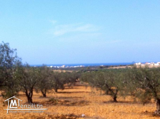 ارض للبيع بشط مريم