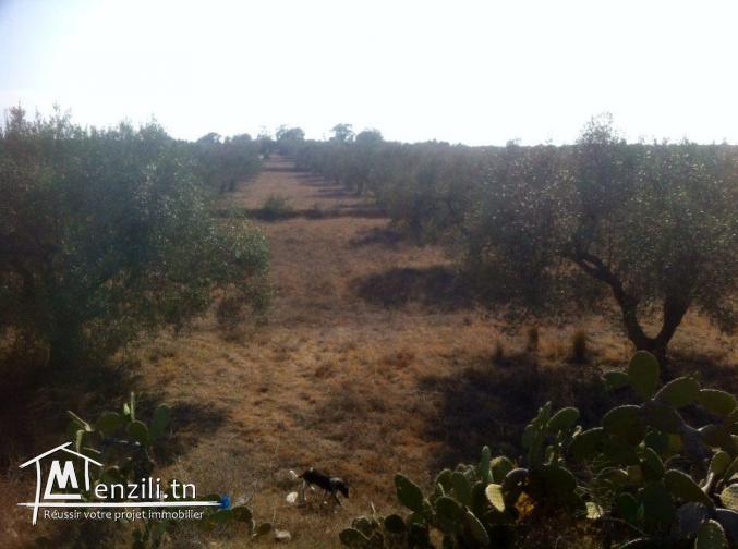 ارض للبيع بشط مريم