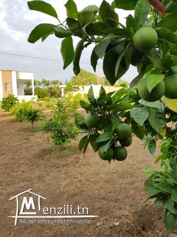 Très bonne occasion au Cap-Bon terrain agricole avec villa dans un cartier Calme