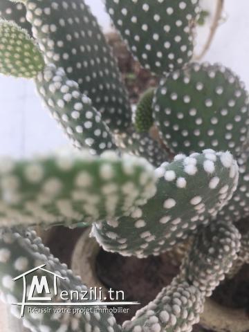 Terrain à vendre 2750 m2 القلعة الكبرى/سوسة