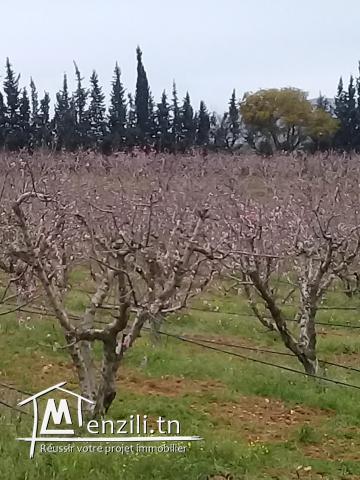 Av Terrain  a Mornag