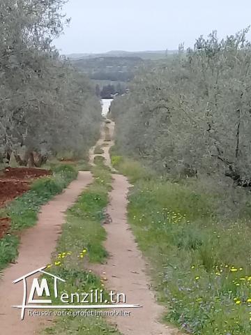 Av Terrain  a Mornag