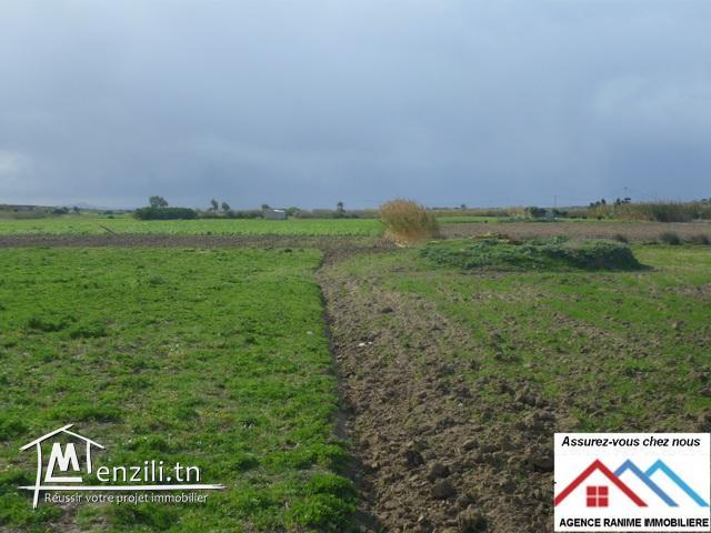 Terrain agricole de 7000m2 avec titre bleu