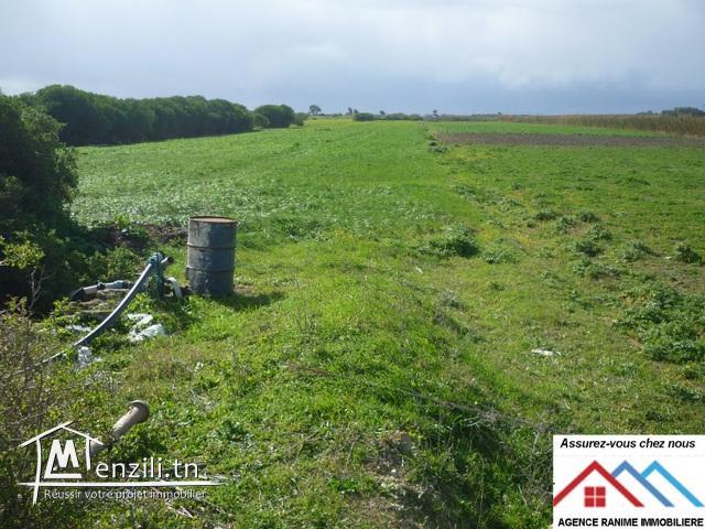 Terrain agricole de 7000m2 avec titre bleu