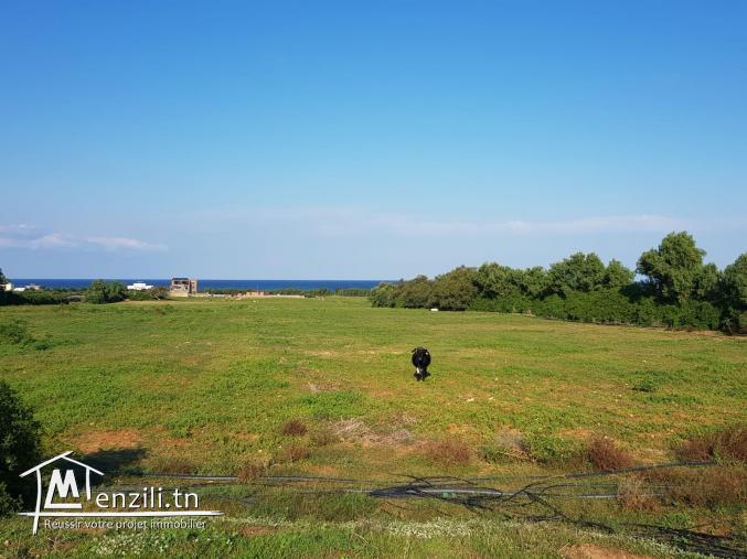 terrain a kerkouane, kelibia