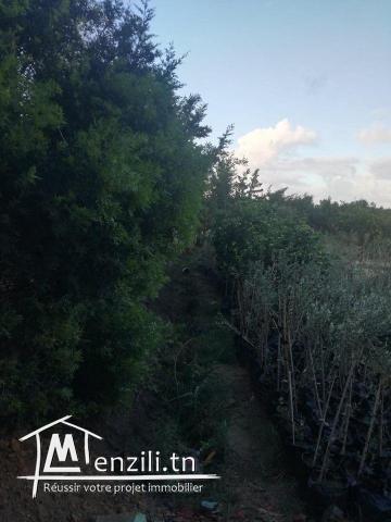 terrain et deux studio a vendre route a la plage hammem ghzaz