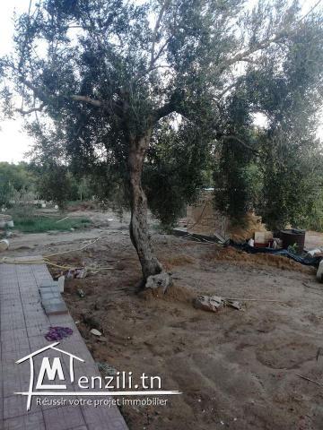 terrain et deux studio a vendre route a la plage hammem ghzaz