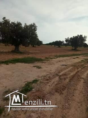 للبيع عدد 50 زيتونة علكياس السلطنية كم 16