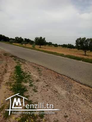 للبيع عدد 50 زيتونة علكياس السلطنية كم 16