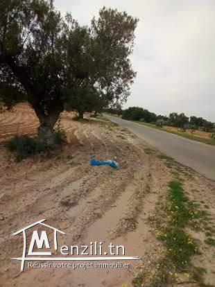 للبيع عدد 50 زيتونة علكياس السلطنية كم 16