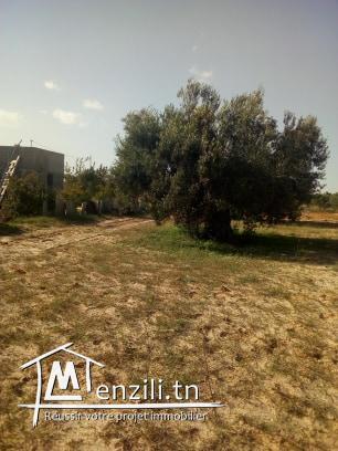 للبيع عدد18زيتونة في واد لعشاش بين طريق تونس والمهدية