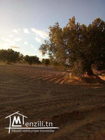 للبيع 220 زيتونة علي طريق السلطنية كم 16