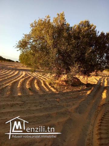 للبيع 220 زيتونة علي طريق السلطنية كم 16