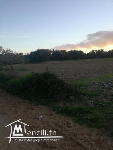 terrain sur la route a la plage hammem jabli