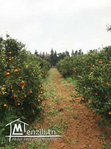 Ferme à vendre à Nabeul