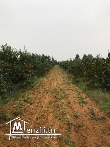Ferme à vendre à Nabeul