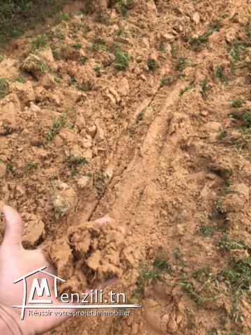 Ferme à vendre à Nabeul