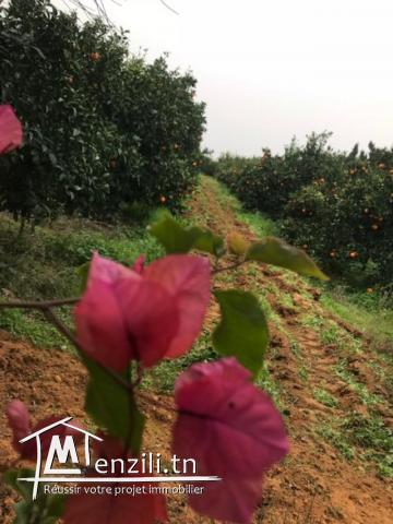 Ferme à vendre à Nabeul