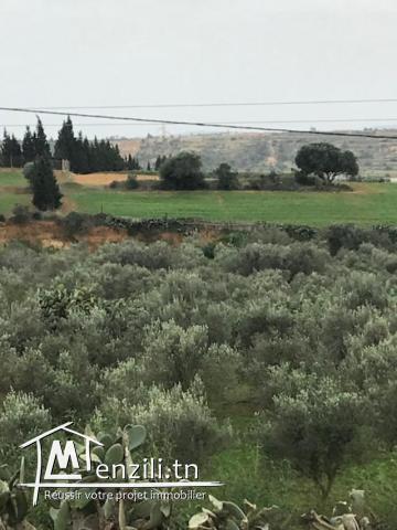 Ferme à vendre à Nabeul