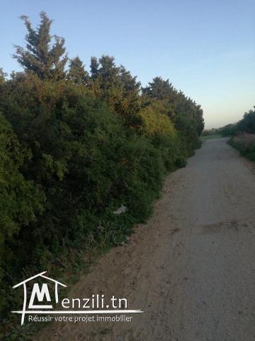 terrain sur la route 300m a la plage hammem jabli
