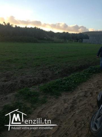 terrain sur la route 300m a la plage hammem jabli