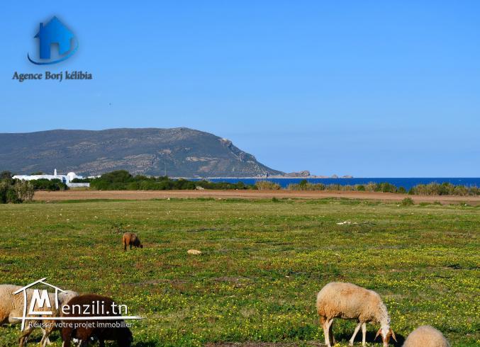 Terrain à vendre kélibia (Dar Allouch plage)95885014